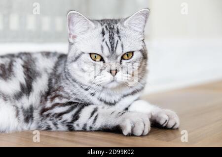 Porträt einer grauen gestromten Katze. Britische Kurzhaar-Katze liegt und schaut auf die Kamera. Speicherplatz kopieren. Stockfoto