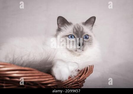 Heilige Birman Katze im Korb freut sich. Speicherplatz kopieren. Stockfoto