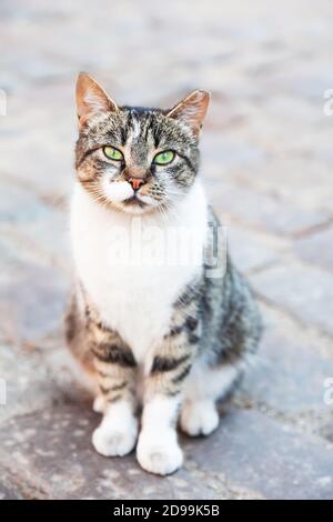 Eine heimatlose Katze mit grünen Augen und einem zugeschnittenen Ohr, das in die Kamera starrte. Hochformat, Kopierbereich Stockfoto