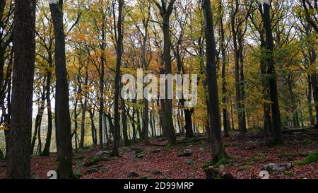 Herbst Taunuswald in deutschland mit Buchen und Eichen, bunten Blättern und rotem Waldboden Stockfoto