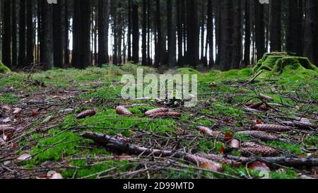 Wurmperspektive auf den Waldboden mit Bäumen im Hintergrund Im Herbst Stockfoto