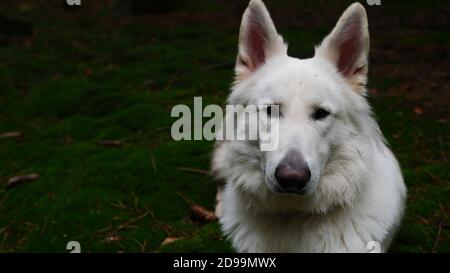 Porträt eines weißen Schäferhundes (Berger Blanc Suisse) Im Wald im Herbst mit Moos im Hintergrund Stockfoto