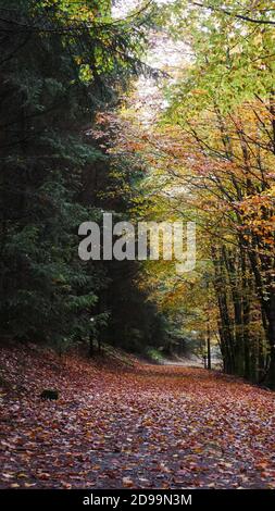 Herbststimmung im Taunuswald in deutschland mit bunten Blätter und dunkelroter Waldboden Stockfoto