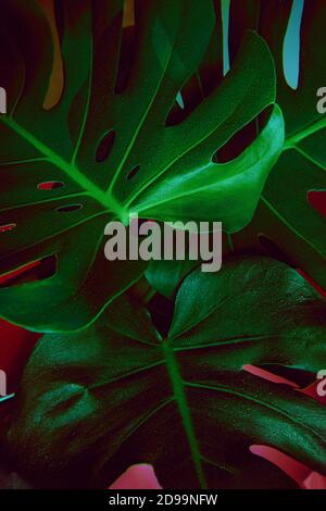 Nahaufnahme Monstera grüne Blätter mit Wassertropfen in dunklen Tönen mit rosa und blauen Hintergrund. Grün belaubte tropische Waldmuster für kreatives Design Stockfoto
