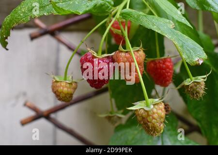 Himbeere ist Bramble Frucht der Gattung Rubus. Wirtschaftlich bedeutende Ernte in Europa Vereinigte Staaten Kanada Früchte werden frisch mit Sahne oder Eis gegessen Stockfoto