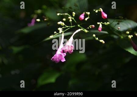 Zwei kleine rosa Blüten blühen mit einigen Knospen herum An sonnigen Tagen Stockfoto