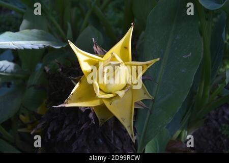 Gelbes Ensete lasiocarpum blüht am sonnigen Nachmittag im Busch Stockfoto