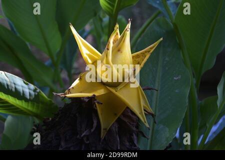 Isolierte gelbe Ensete lasiocarpum blüht im Schatten der bush im Garten Stockfoto