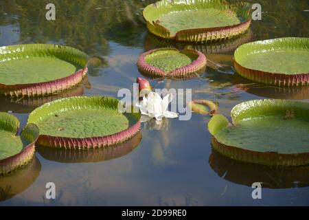 Weiße Blüte der Victoria Lilie blüht mit großen runden Blättern Schwimmend auf dem Pool Stockfoto