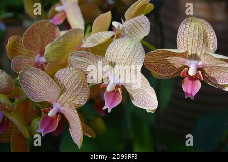 Gruppen von gelben phalaenopsis mit roten Adern blüht in sonnigen Nachmittag im Garten Stockfoto