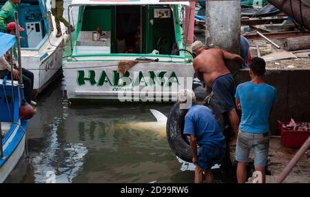 Männer in einem Fischereihafen, die tote Haie herausziehen Das Wasser Stockfoto