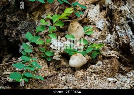 Pilzpilz wächst auf verrottendem Baum, heise County Park, san diego Ca US Stockfoto