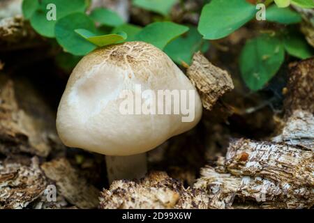 Pilzpilz wächst auf verrottendem Baum, heise County Park, san diego Ca US Stockfoto