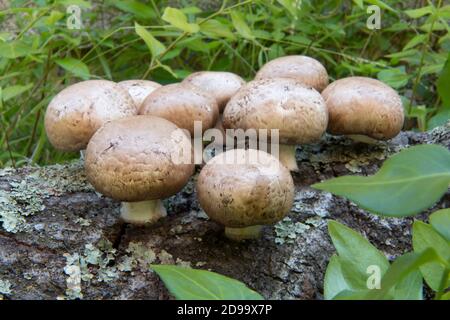 Pilze auf Holz mit Flechten Stockfoto