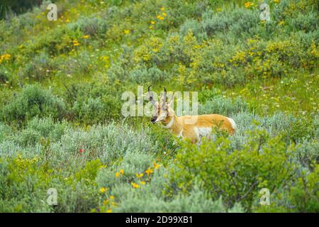 Zapfen gehörnte Antilope im Feld mit Wildblumen, montana uns Stockfoto