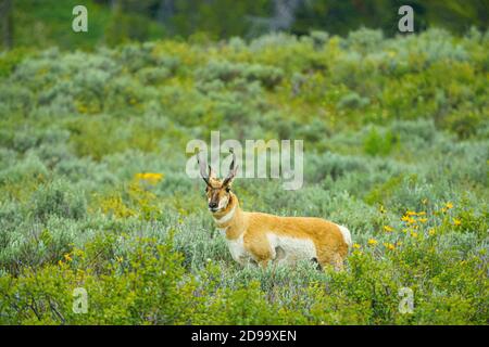 Zapfen gehörnte Antilope im Feld mit Wildblumen, montana uns Stockfoto