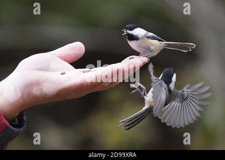 Von Hand gefüttert werden die Chickadees und die Nuthatches Stockfoto