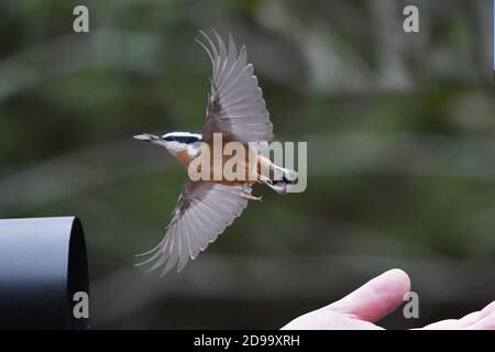 Von Hand gefüttert werden die Chickadees und die Nuthatches Stockfoto