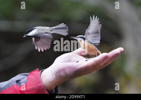 Von Hand gefüttert werden die Chickadees und die Nuthatches Stockfoto