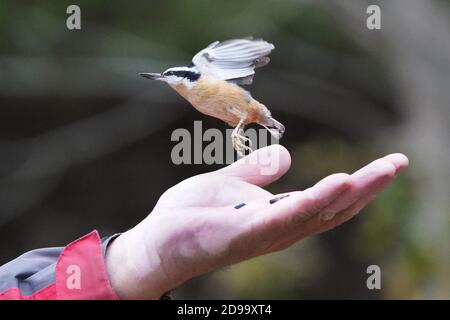 Von Hand gefüttert werden die Chickadees und die Nuthatches Stockfoto