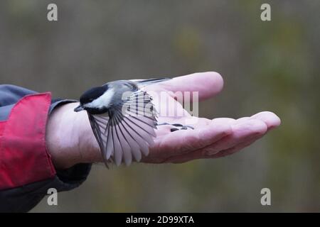 Von Hand gefüttert werden die Chickadees und die Nuthatches Stockfoto