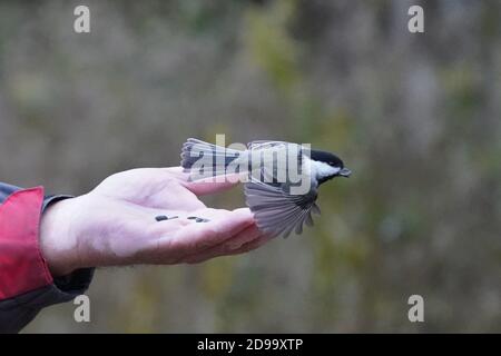 Von Hand gefüttert werden die Chickadees und die Nuthatches Stockfoto