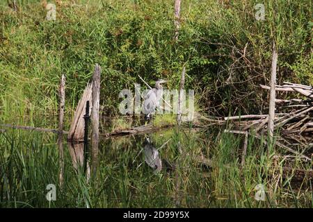 Ein großer blauer Reiher, der auf einem umgestürzten Baumstamm am Rand eines Teiches steht, dessen Spiegelung im stillen Wasser liegt. Es gibt grüne Büsche und tote Bäume in t Stockfoto