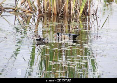 Ein männliches und weibliches Paar Holzenten schwimmen in einem Teich auf der Suche nach Nahrung. Stockfoto