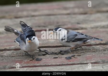 Von Hand gefüttert werden die Chickadees und die Nuthatches Stockfoto