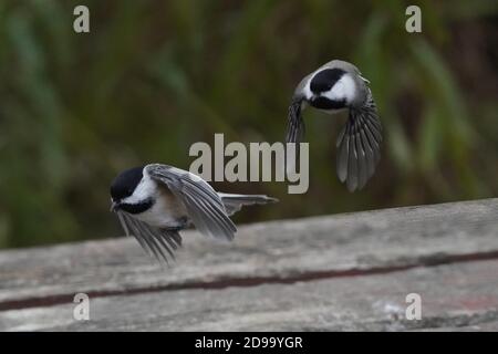 Von Hand gefüttert werden die Chickadees und die Nuthatches Stockfoto