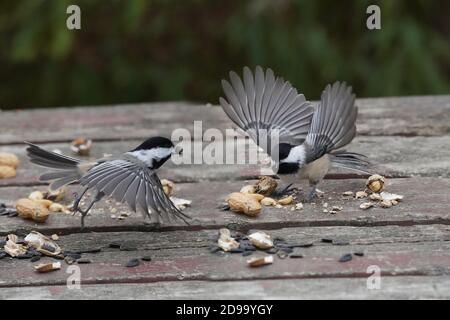 Von Hand gefüttert werden die Chickadees und die Nuthatches Stockfoto