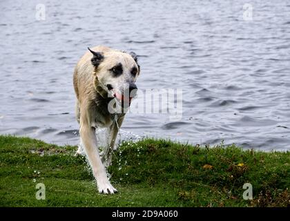 Nasser Hund kommt aus dem Wasser mit Ball im Mund, tropfendes Wasser Stockfoto