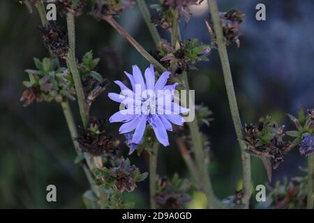 Ein Blick auf eine hellviolette Blume im Rahmen mit grünen Stielen im Hintergrund zentriert. Stockfoto