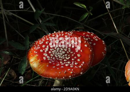 Eine Nahaufnahme von zwei roten und weißen Pilzen auf einem Dunkler Hintergrund Stockfoto