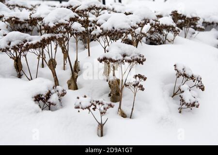 University of Michigan Nichols Arboretum im Winter Stockfoto