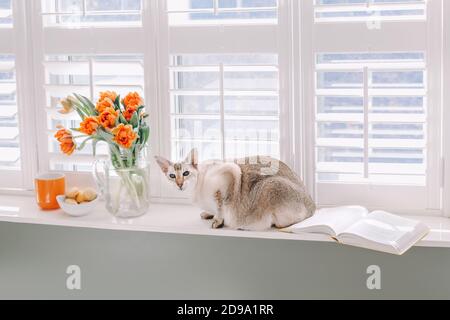 Orientalische reinrassige Katze auf Fensterbank. Orangefarbene Tulpenblüten in Vase. Buch, Becher, Schüssel Teller mit Makronen am Fenster im Zimmer. Süße gemütliche leichte Luft Stockfoto