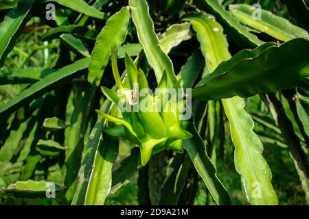 Grüne Pitaya oder Drachenfrucht von mehreren verschiedenen Namen Stockfoto