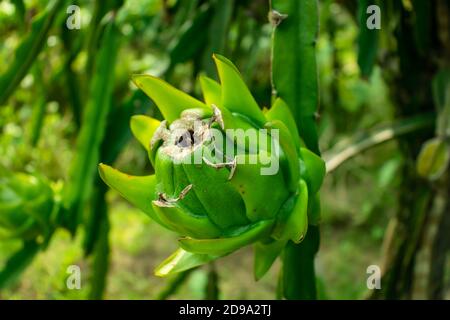 Pitaya oder Drachenfrucht von mehreren verschiedenen Kaktusarten Namen Stockfoto