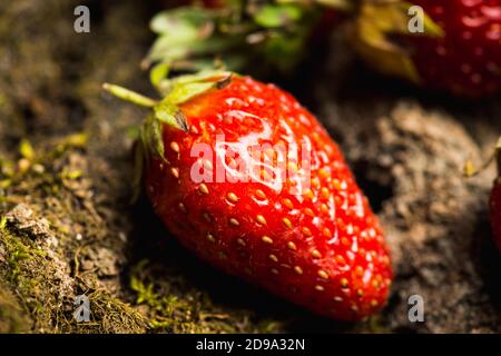 Reife Erdbeere auf der Holzrinde. Selektiver Fokus. Geringe Schärfentiefe. Stockfoto