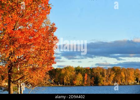 Forelle Lake, Michigan, USA. Der Herbst und die späte Nachmittagssonne steigen auf Bäumen entlang einer Küstenlinie am Trout Lake auf der Upper Peninsula von Michigan ab.