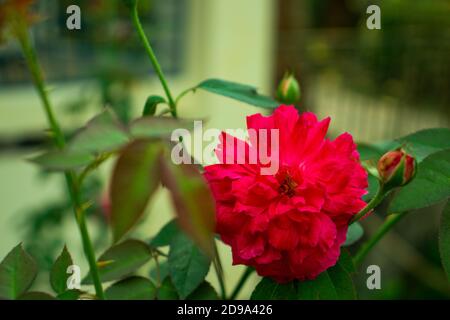 Rote Rose oder Zinnia elegans Blume im Haus Garten Stockfoto