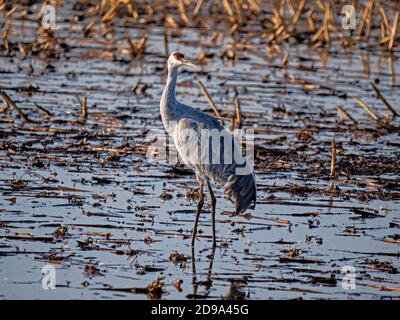 Sandhill Crane in Staten Island Preserve, Kalifornien Stockfoto