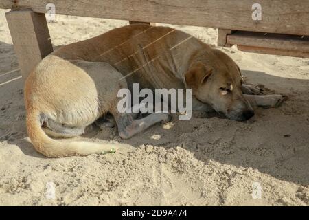 Nahaufnahme eines Hundes an einem Sandstrand. Netter Hund im Urlaub am Strand vor dem Meer Sand Stockfoto