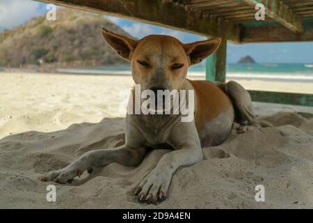 Nahaufnahme eines Hundes an einem Sandstrand. Netter Hund im Urlaub am Strand vor dem Meer Sand Stockfoto