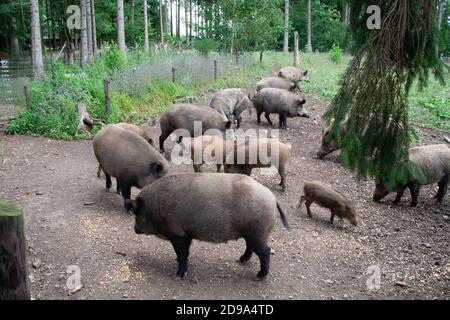 Ungarische Mangalica Schweine in einer Schweinehaltung Stockfoto