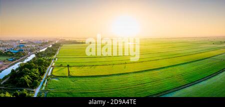 Luftaufnahme der schönen Sonne über grünem Reisfeld Stockfoto