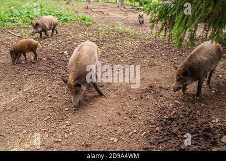 Ungarische Mangalica Schweine in einer Schweinehaltung Stockfoto
