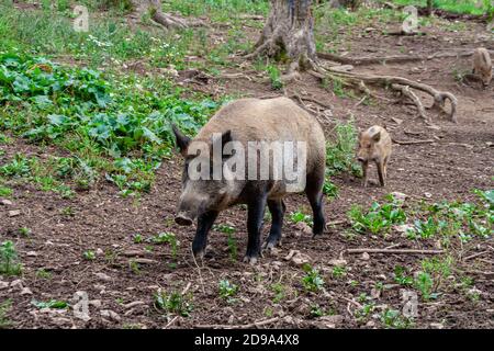 Ungarische Mangalica Schweine in einer Schweinehaltung Stockfoto