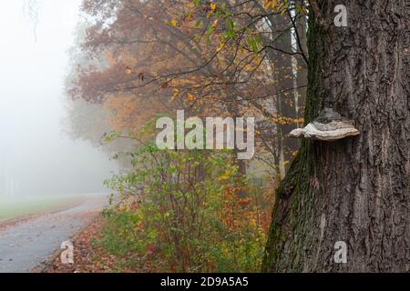 Baumstamm mit Chaga. Parkallee im Nebel. Herbst, nebliger Morgen. Novemberlandschaft, Polen, Masowien. Bunte Blätter von Bäumen. Stockfoto