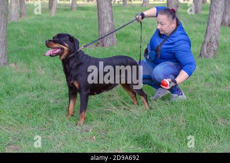 Teil 4 von 5. Außenstanz-Training für Rottweiler Hund. Erwachsene Frau im blauen Trainingsanzug setzt sich hinter ihr Haustier und überprüft die korrekte Haltung. Stockfoto